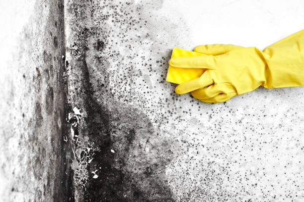 Trusted Harrah, OK Mold Removal Experts