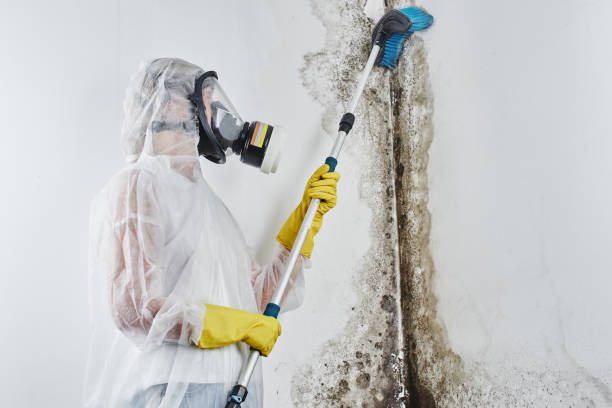 Best Home Mold Removal  in Harrah, OK