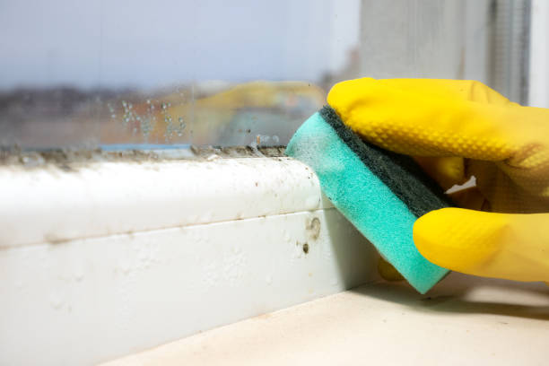 Best Black Mold Removal  in Harrah, OK