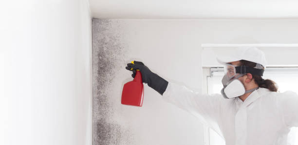 Best Local Mold Removal Service  in Harrah, OK