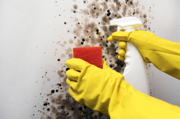 Mold Removal Process in Harrah, OK