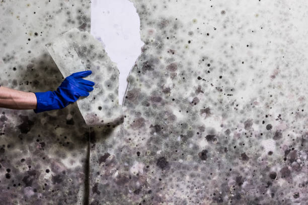 Trusted Harrah, OK Mold Removal Experts